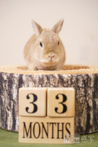 うさぎ　ネザーランドドワーフ　マンスリーフォト