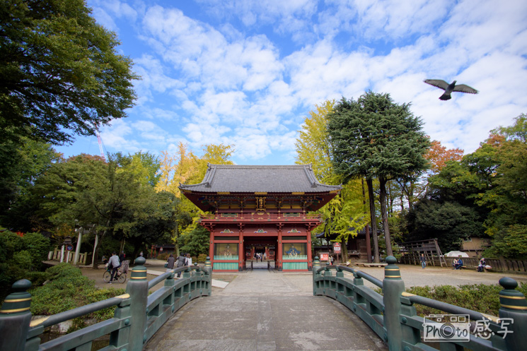 根津神社　七五三　出張撮影　ファミリーフォト１